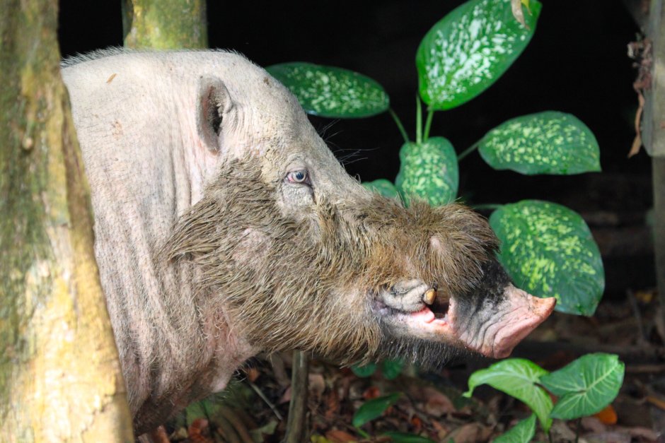 Пучи брюхий грибожуй животное