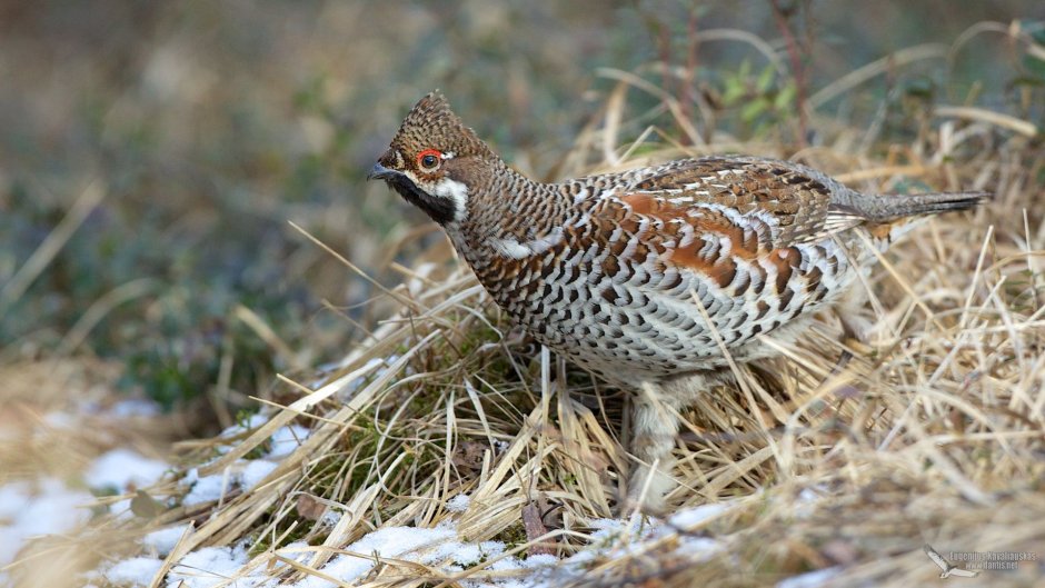 Gallus фазан