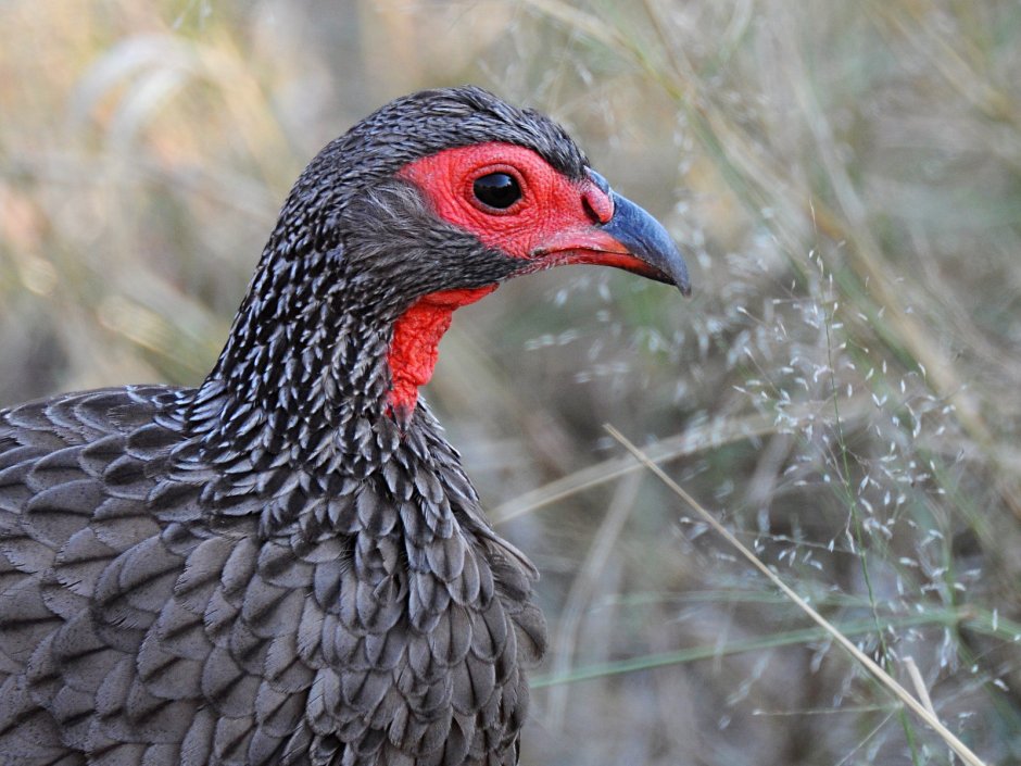 Фазановые (Phasianidae)