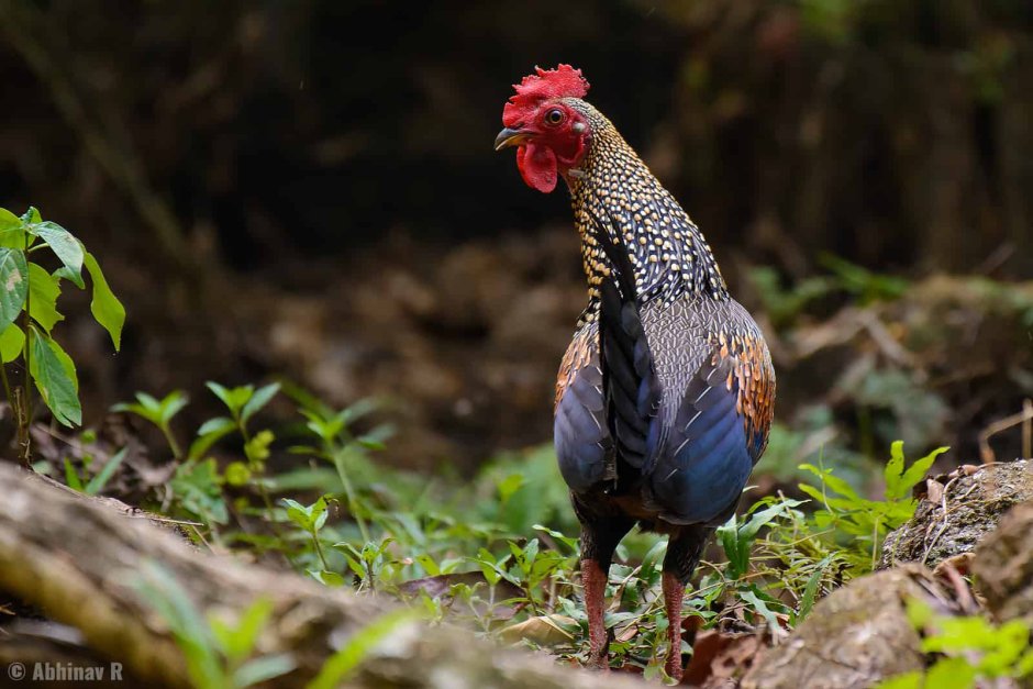 Tragopan blythii