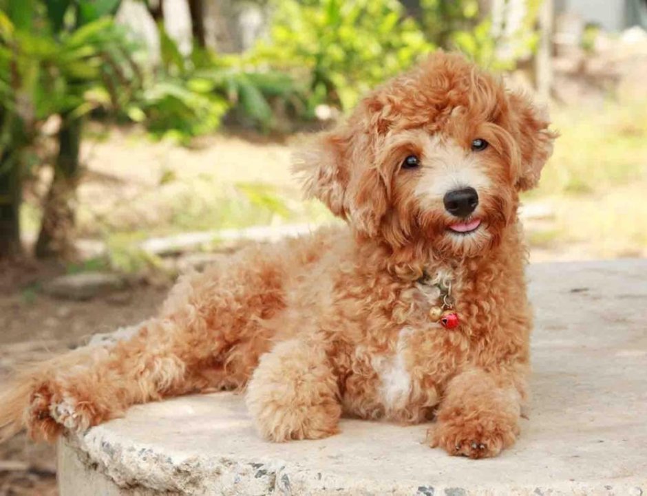 Карликовый пудель