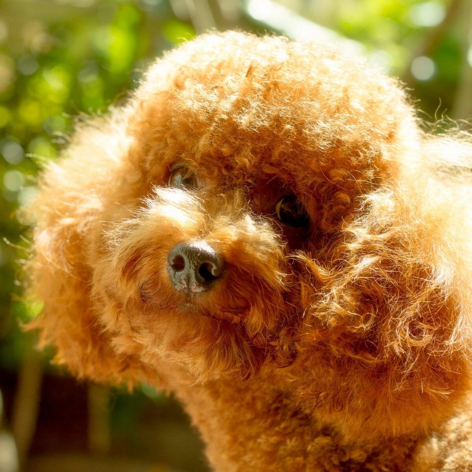 Собака пудель