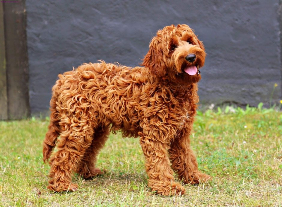 Мальтипу рыжий