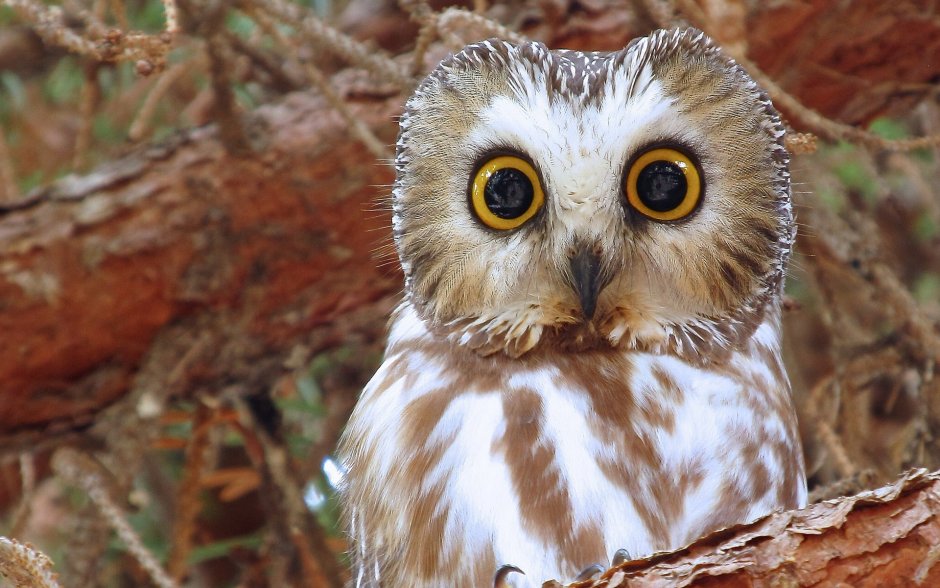 Филин Bubo Bubo