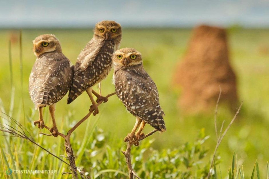 National Geographic Wild