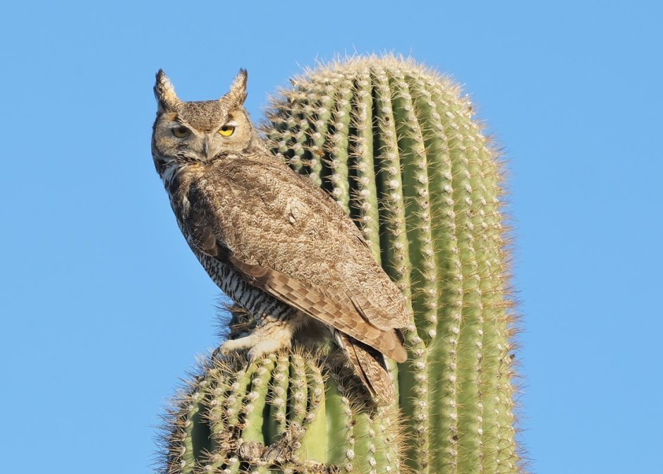 Pseudoscops Clamator