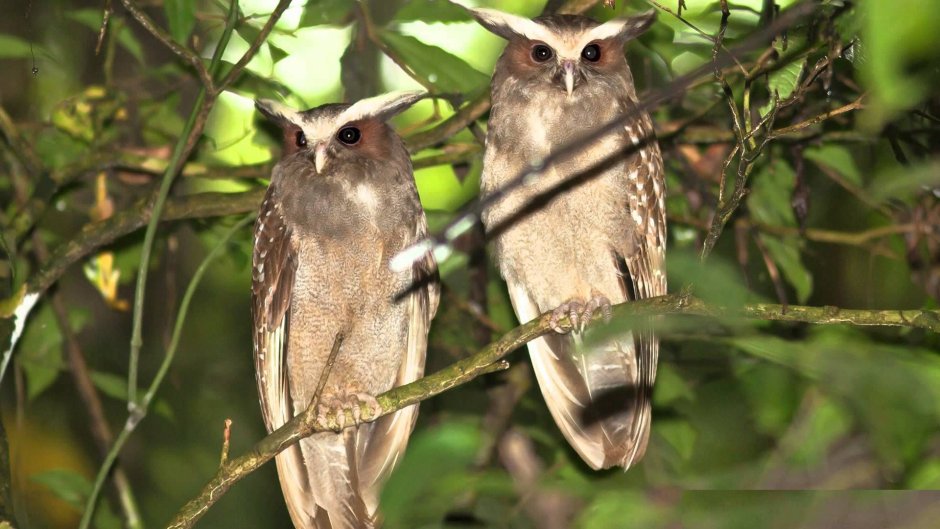 Striped Owl