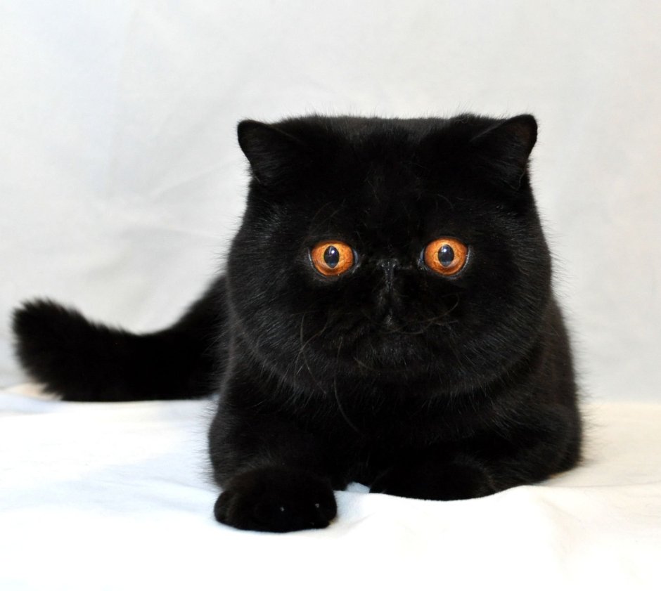 Кот Федор Михайлович щекастый