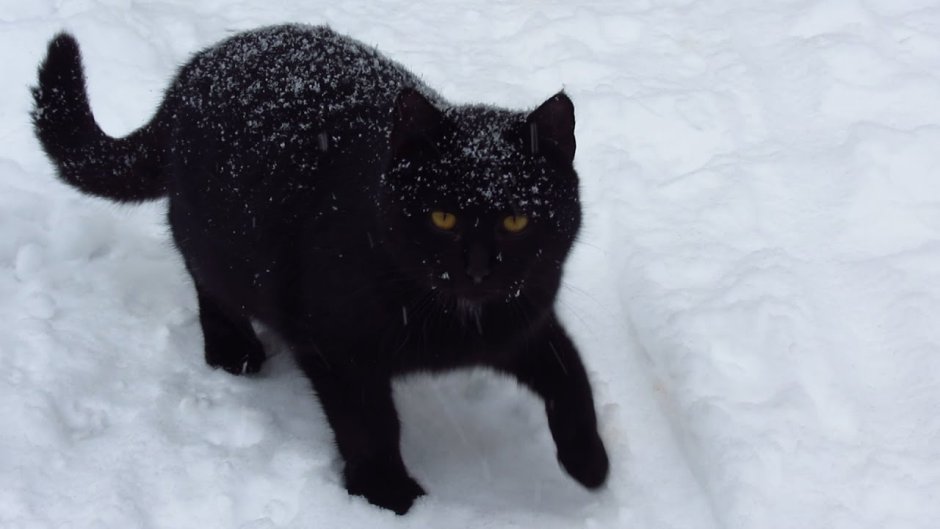 Черный котенок
