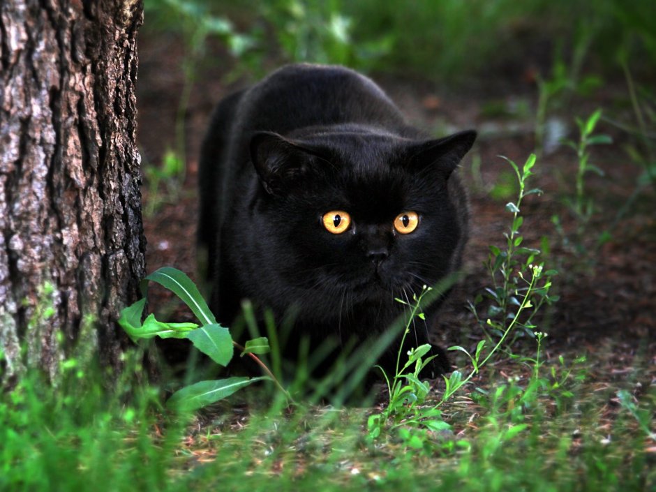Кот Федор британец черный
