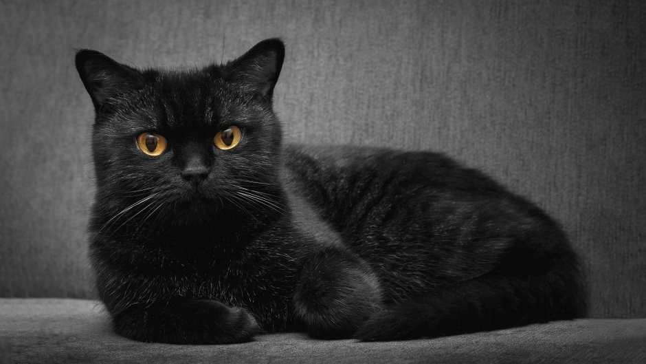 Черная кошка питомник