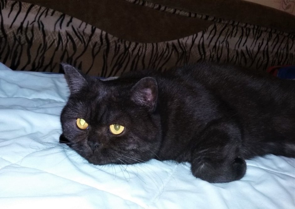 Черные коты