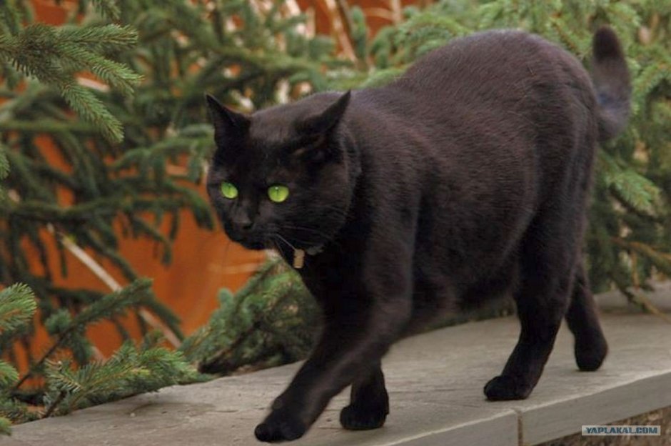 Скоттиш-фолд Шотландская вислоухая кошка черная