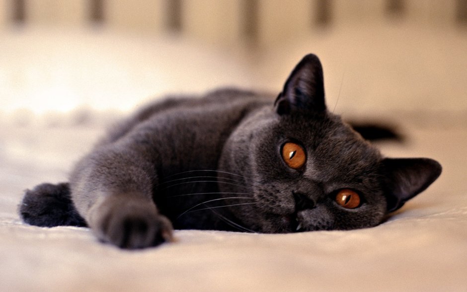 Чёрный кот