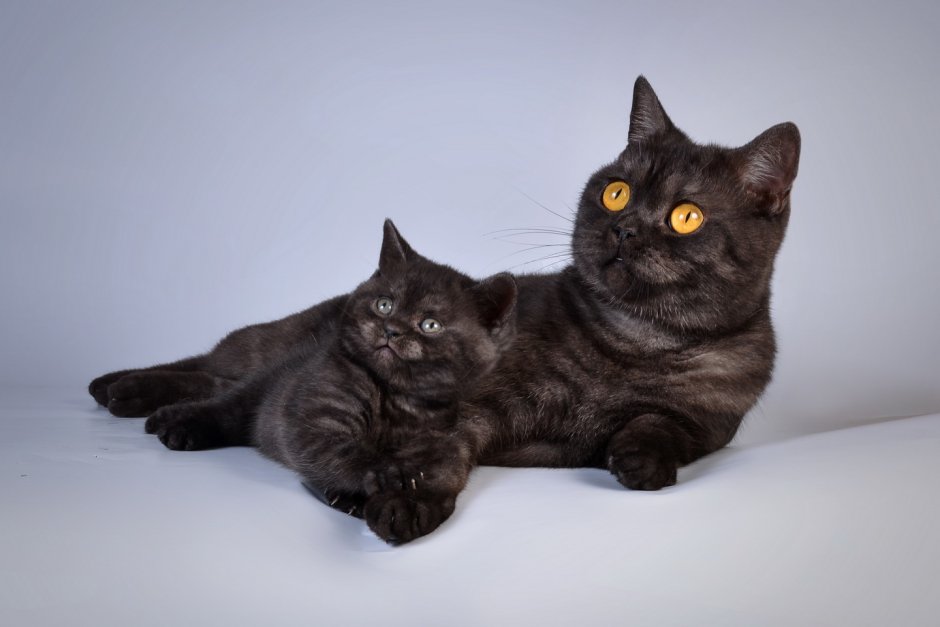 Черные коты