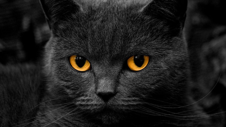 Британец Блэки кот