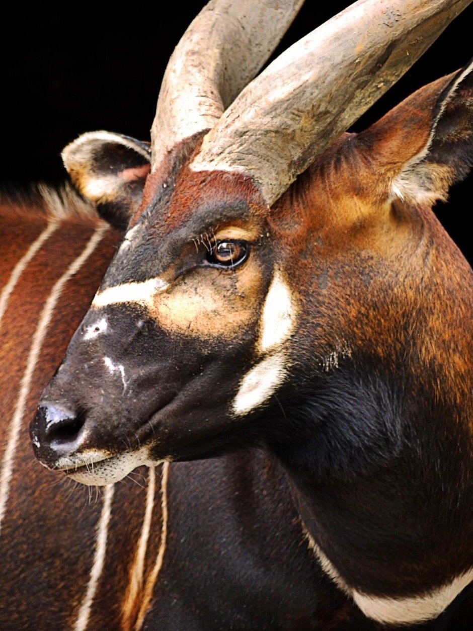 Tragelaphus eurycerus