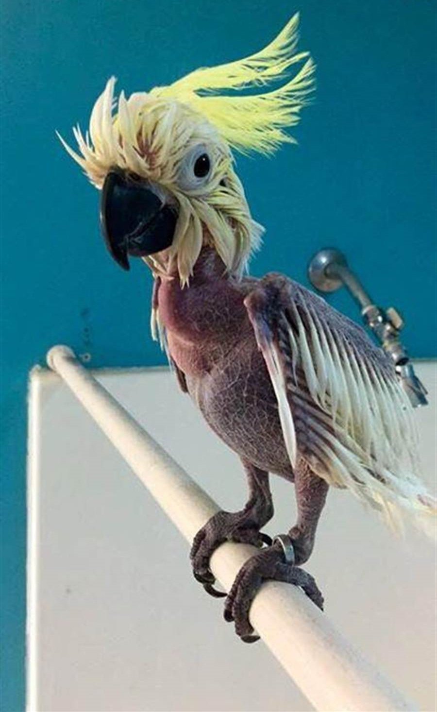 Птица секретарь ареал