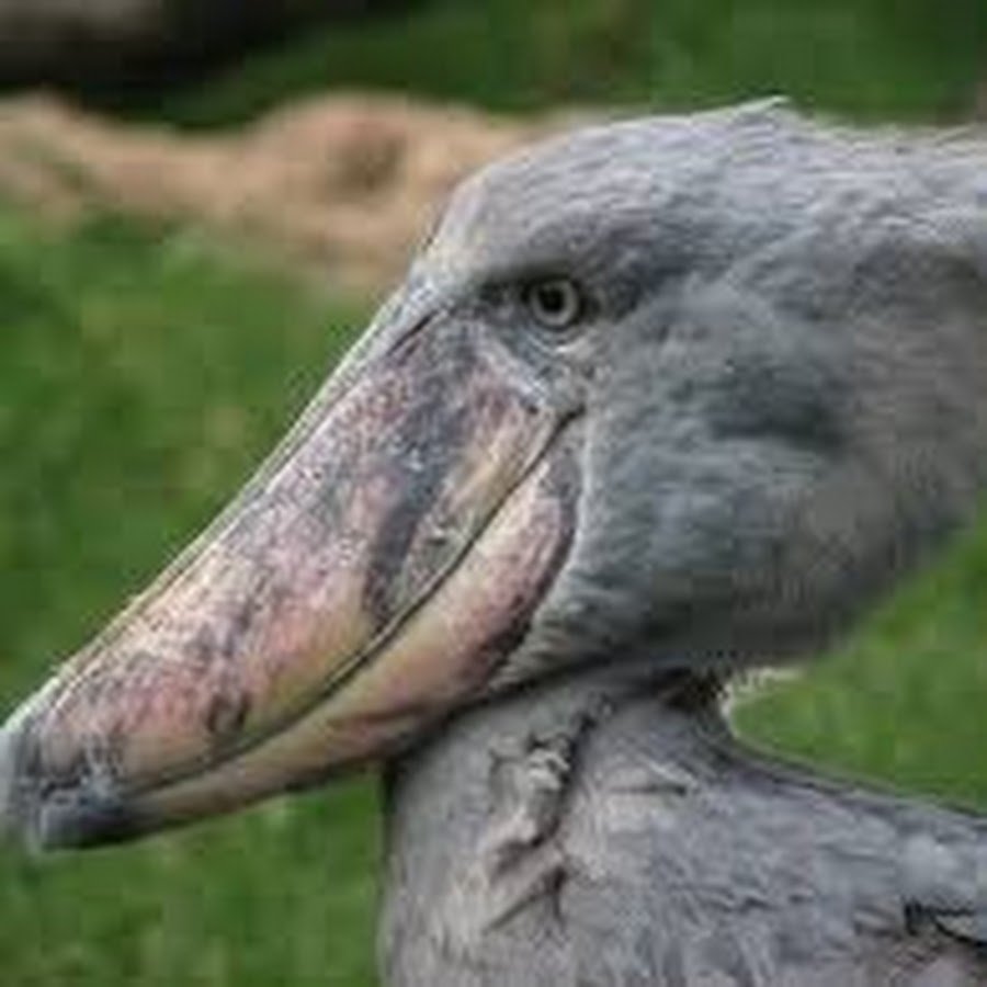 Марабу и китоглав