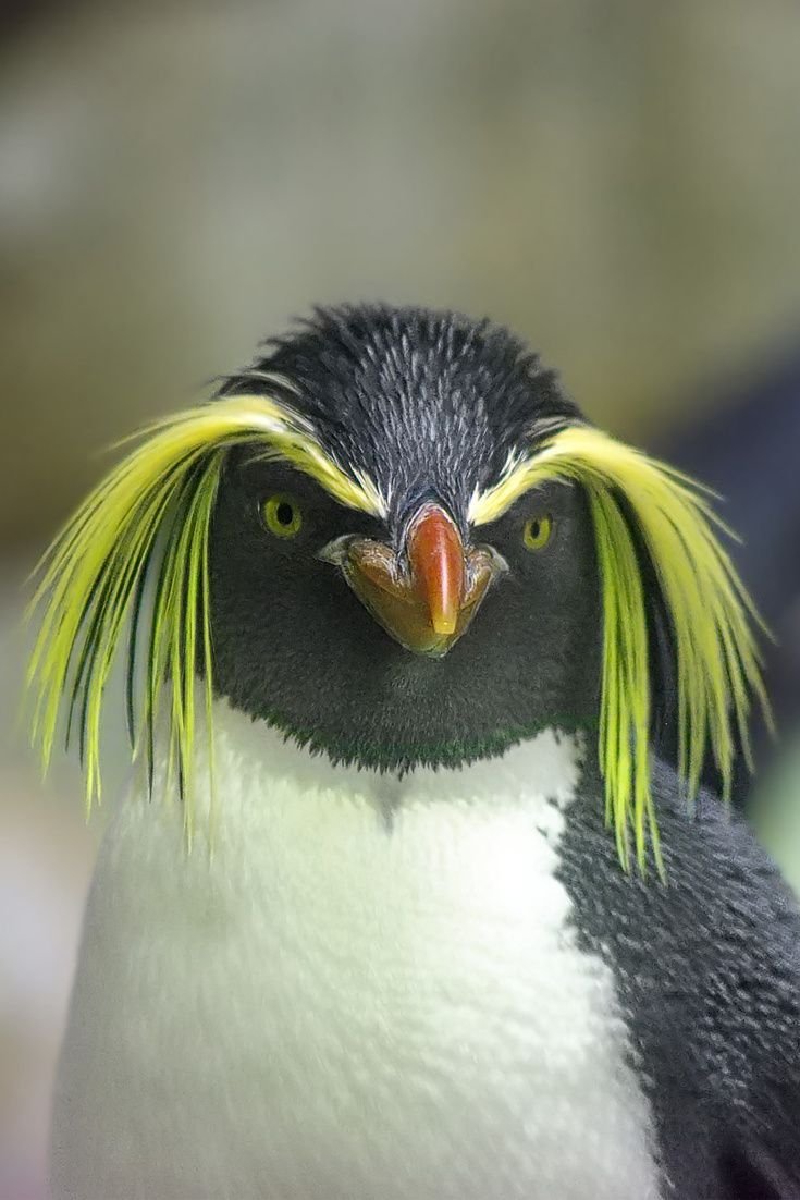 Птица секретарь Морад