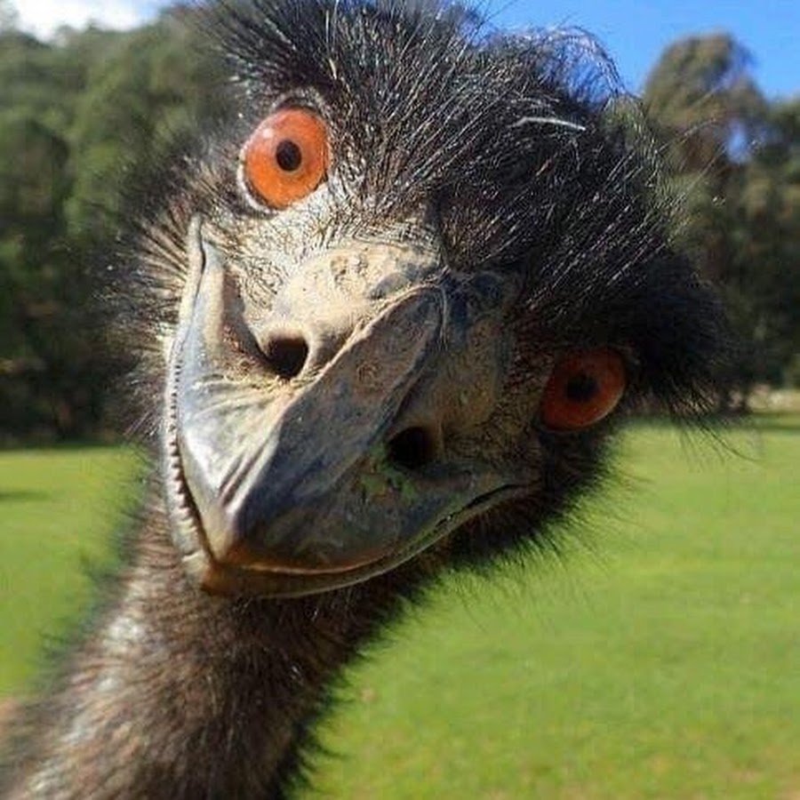Смешной страус