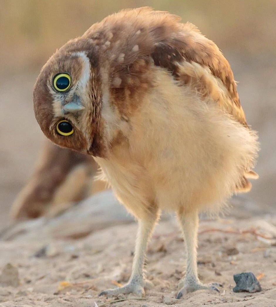 Взъерошенная птица