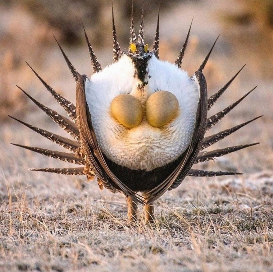 Тетерев шалфейный (Centrocercus urophasianus)