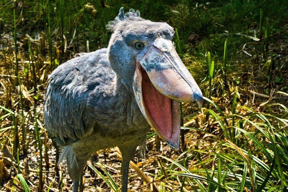 Китоглав Королевская цапля