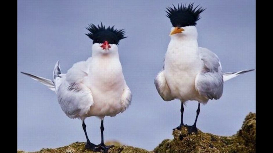 Ржачные птицы