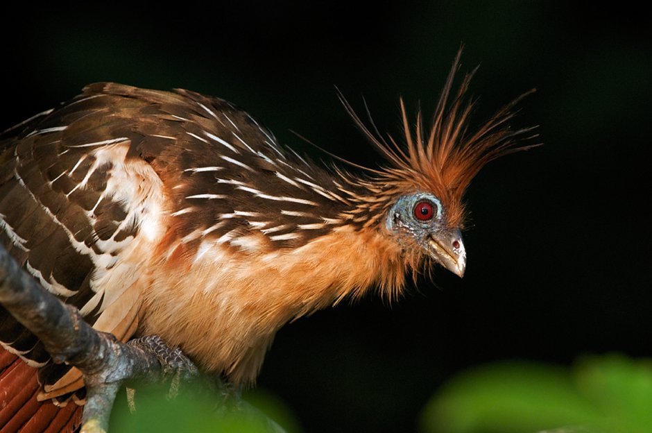 Южная Америка птица гоацин