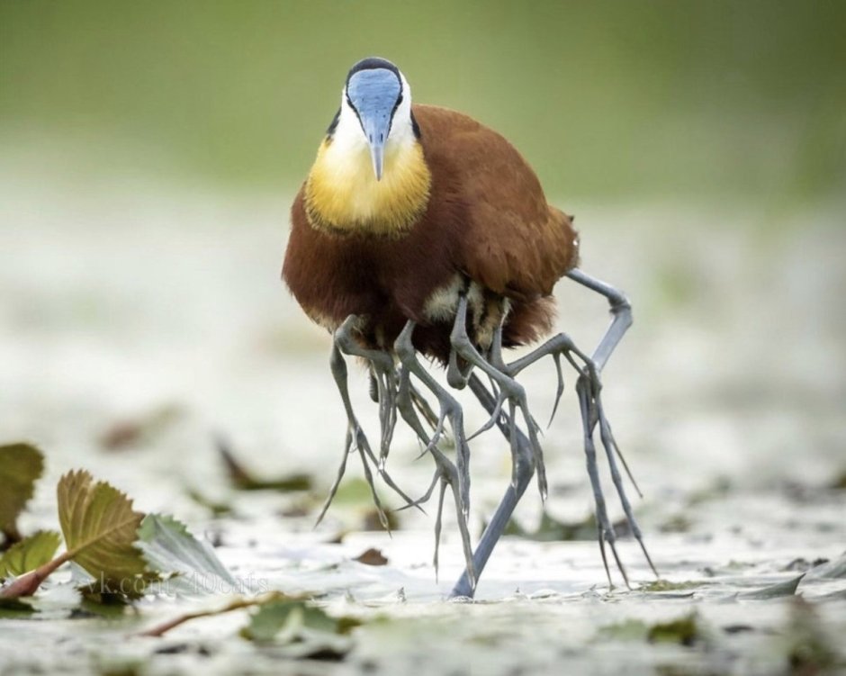 Австралийская якана