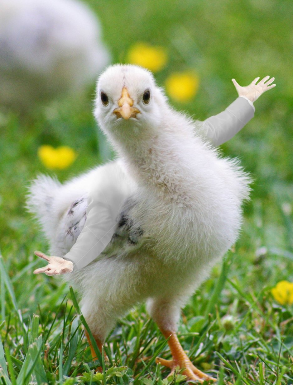 Уродливая Сова