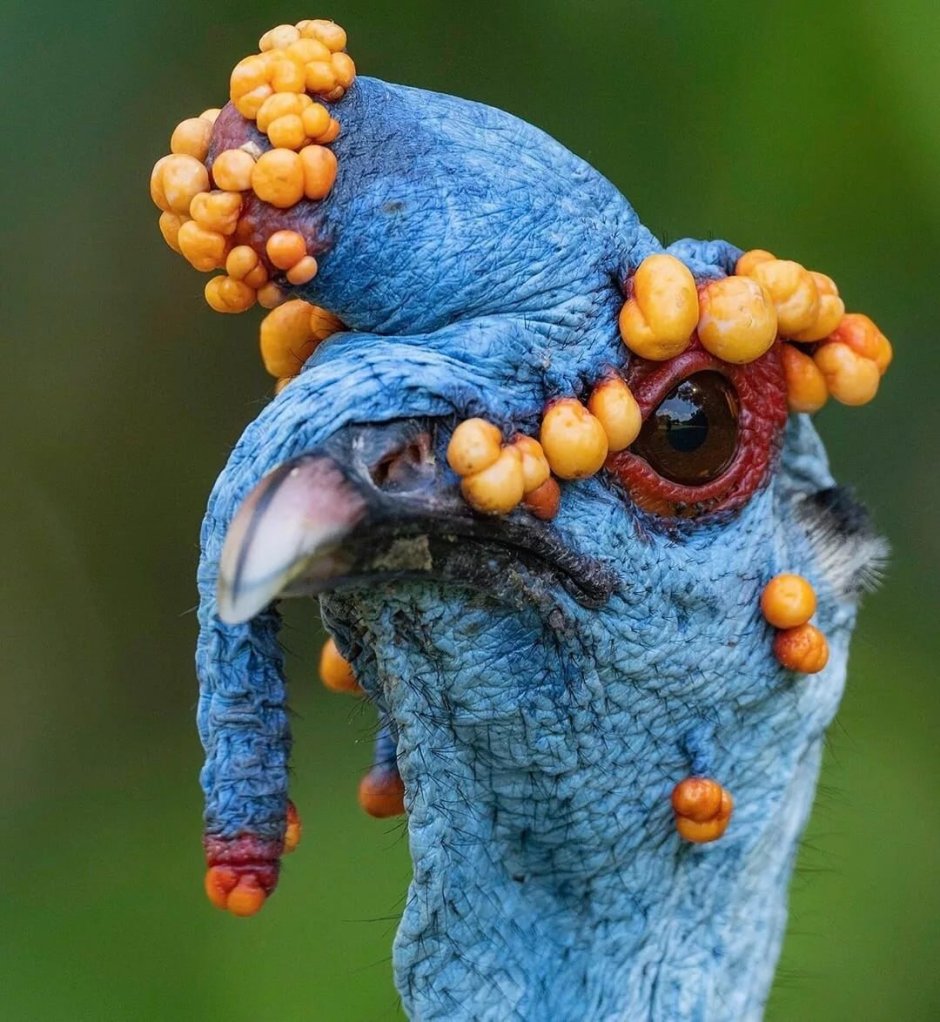 Павлиновая индейка