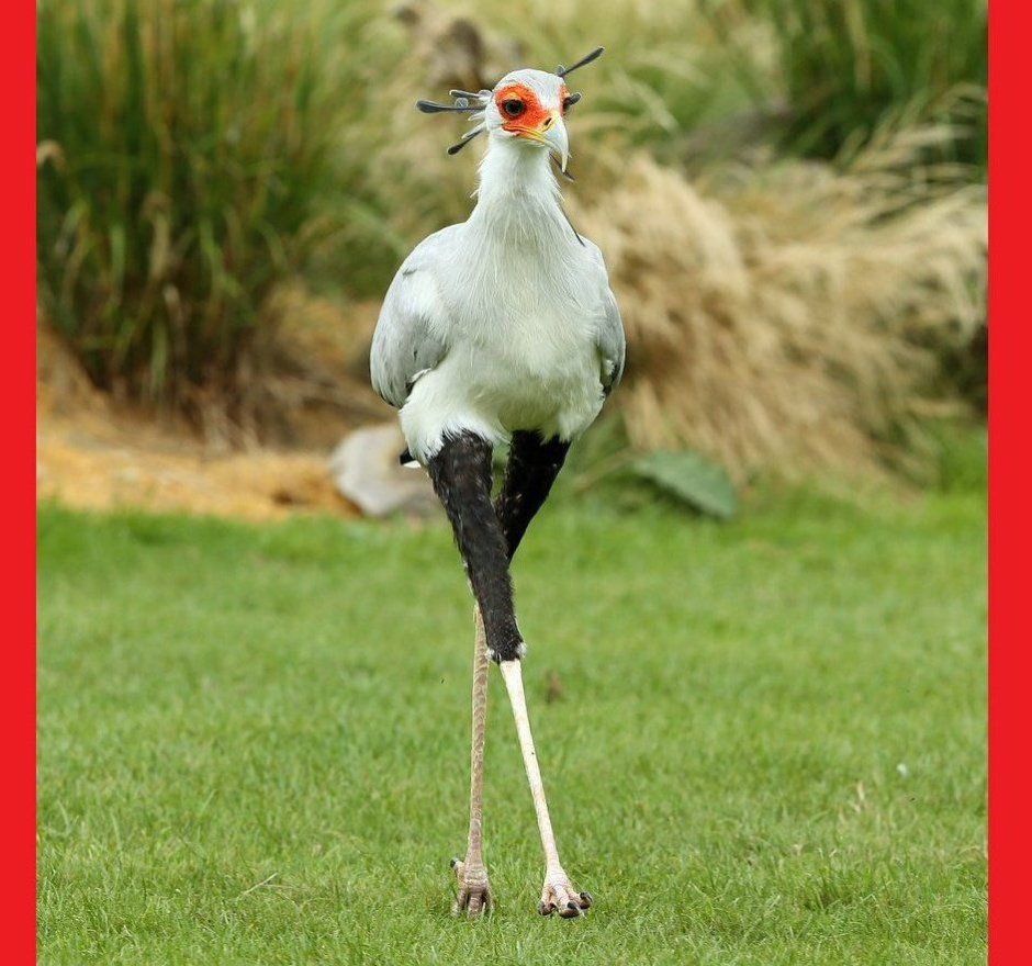 Страус нанду глаза