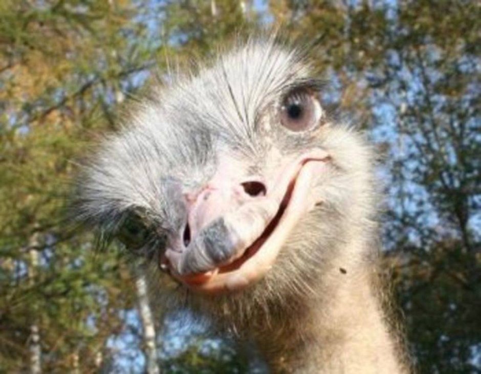 Страус улыбается