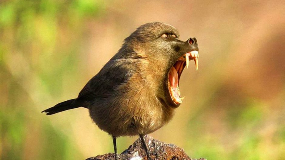 Страшный Пеликан