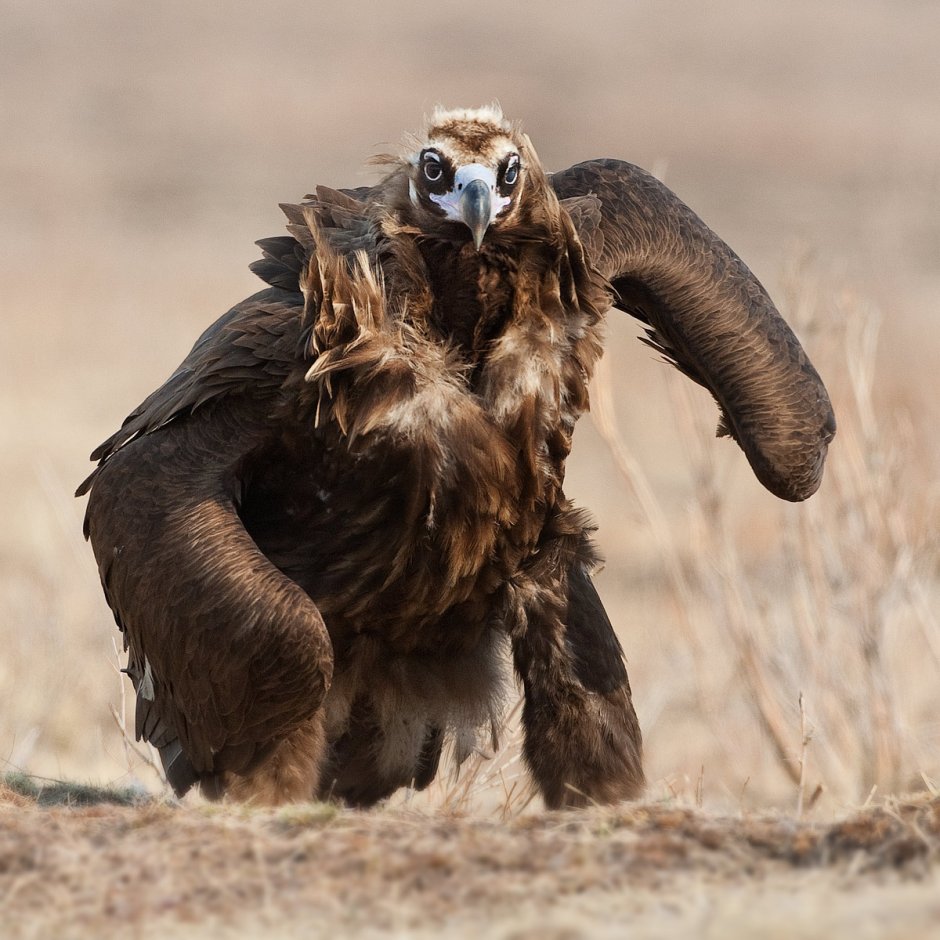 Орел и курица