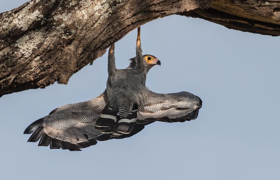 Страшная птица