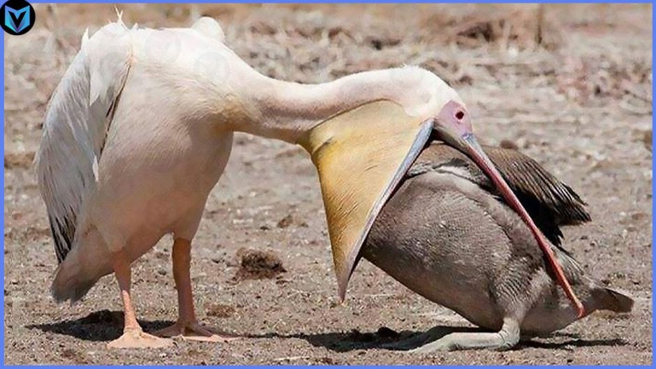 Амазонский венценосный мухоед