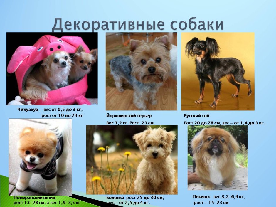 Маленькие собаки породы название