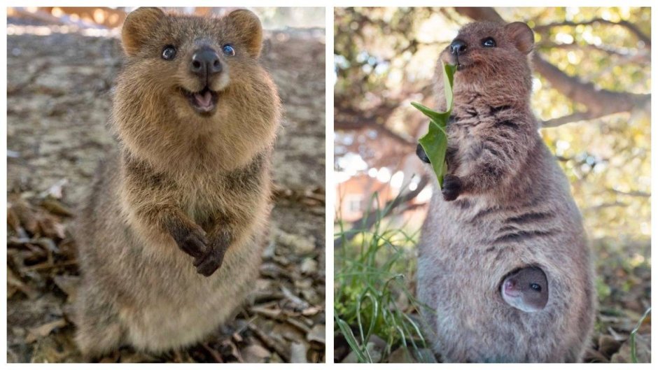 Хан Квокка (Han Quokka - Хан)