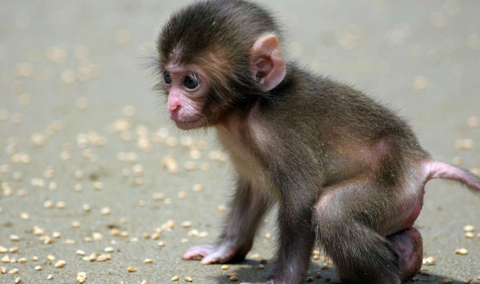 Macacus Rhesus