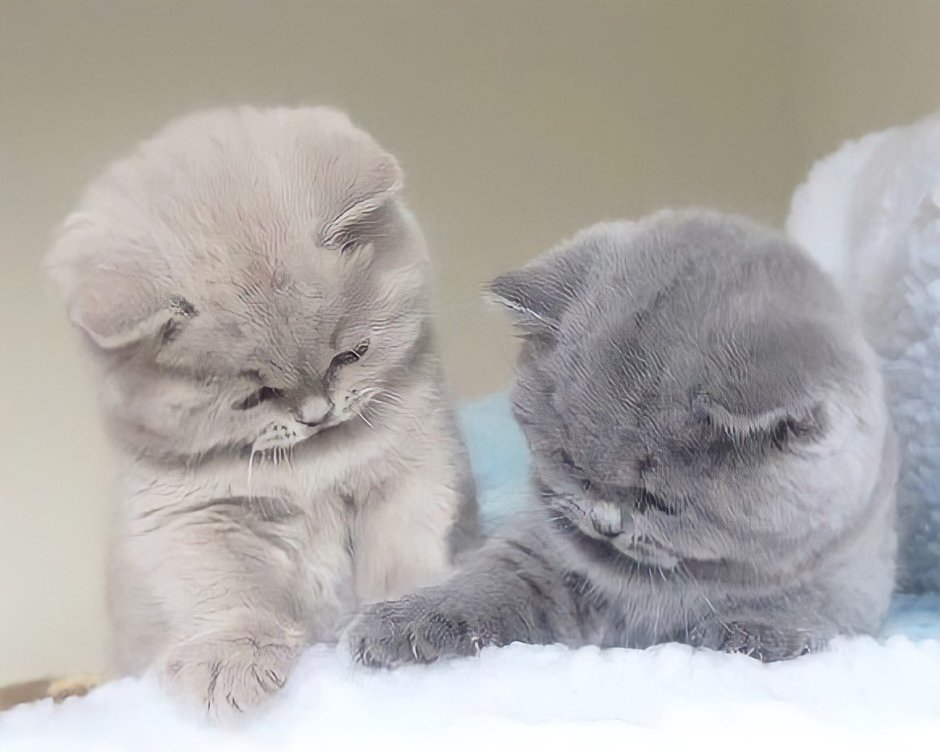 Британская вислоухая кошка