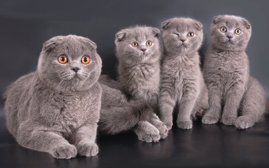 Скоттиш-фолд Шотландская вислоухая