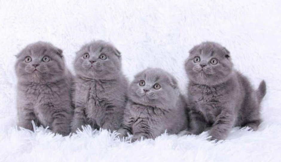 Британские вислоухие котята