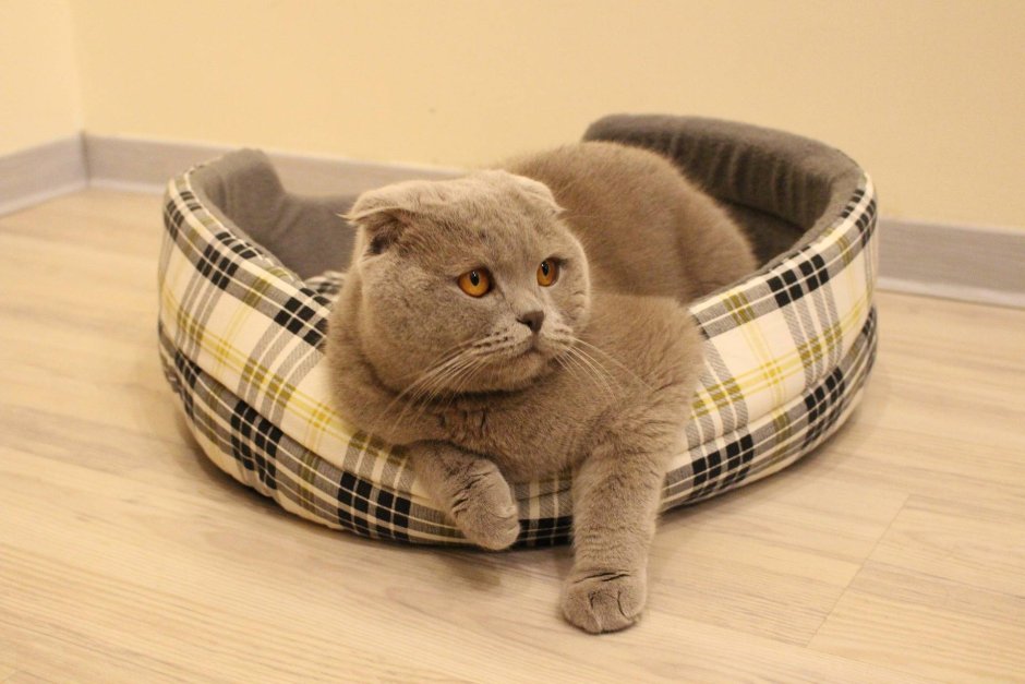 Скоттиш-фолд Сьюзи