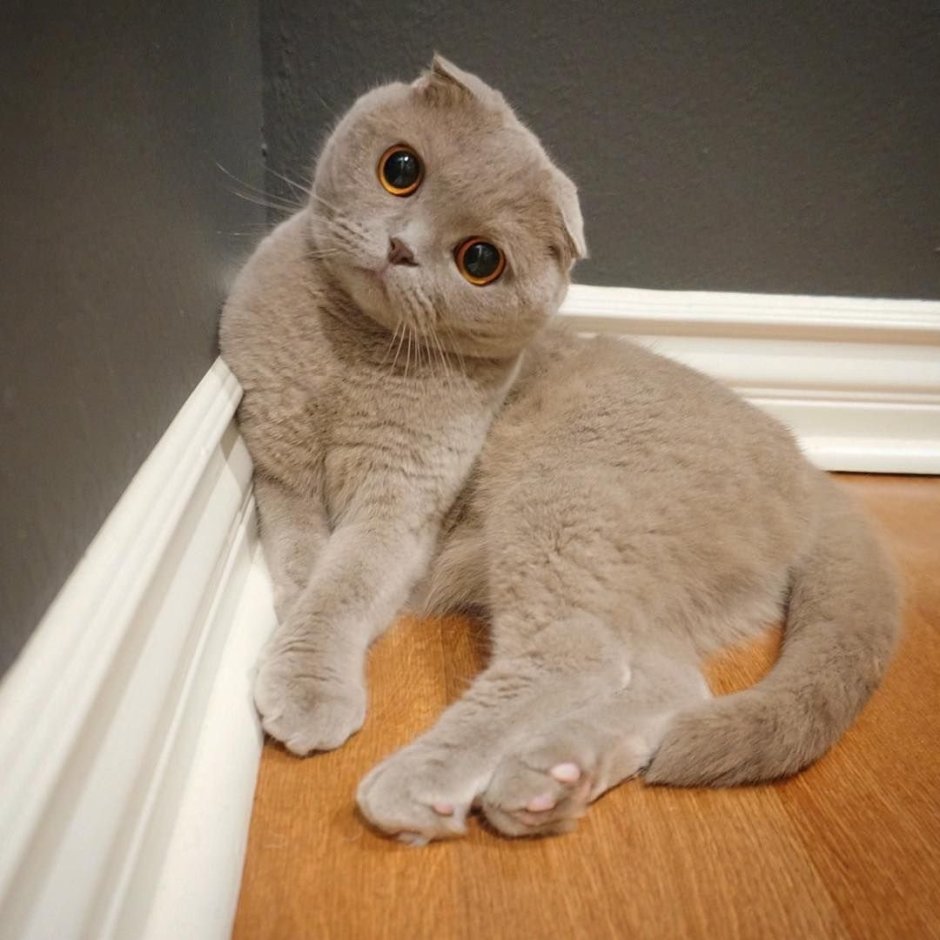 Скоттиш фолд фолд