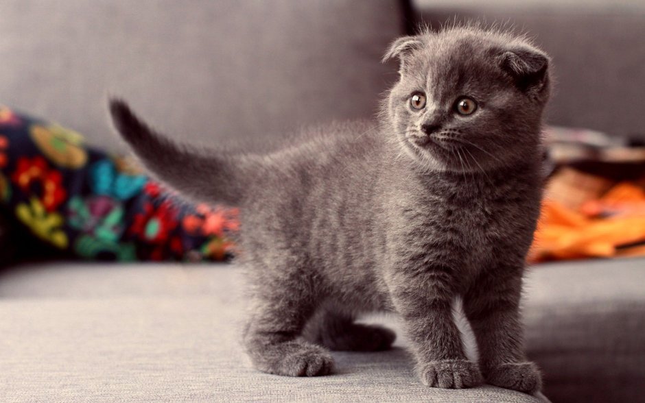 Шотландская вислоухая кошка котенок
