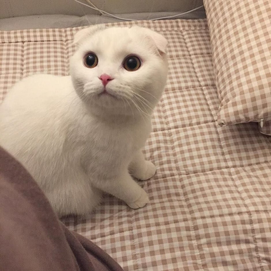 Шотландская вислоухая кошка гладкошерстная белая
