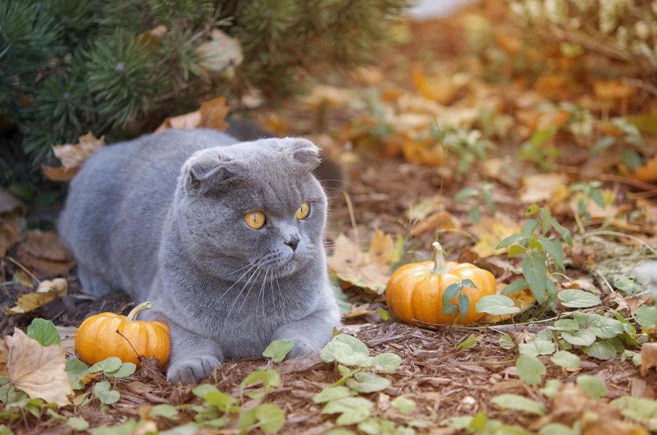 Осенние британские коты